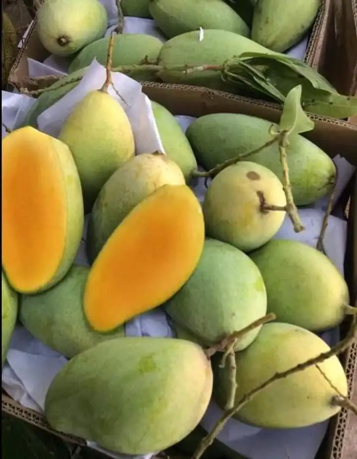 
Best Price Rich in Vitamins 10 -15 cm Per Piece Organic Fresh Mango With Color Green of Purple 