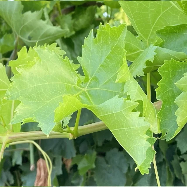 %100 NATURAL Good Quality Style Storage Normal Raw Water Origin Type Life Cool Packaging Salted in Brine Vine Leaves