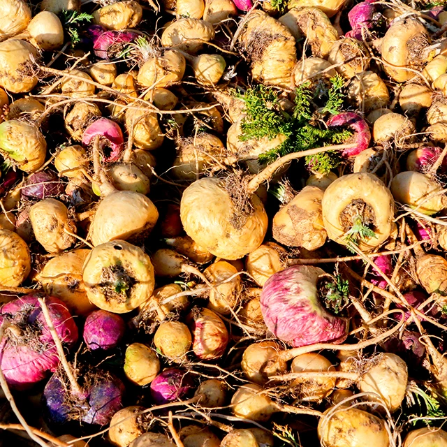 Bulk Export Raw Red Maca Powder Capsule From Peru