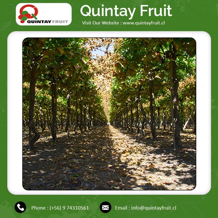 
Fresh Grapes Superior Seedless Green Wholesale Price Fresh Thomson Seedless Grapes Good Quality Fresh Grape Thompson 