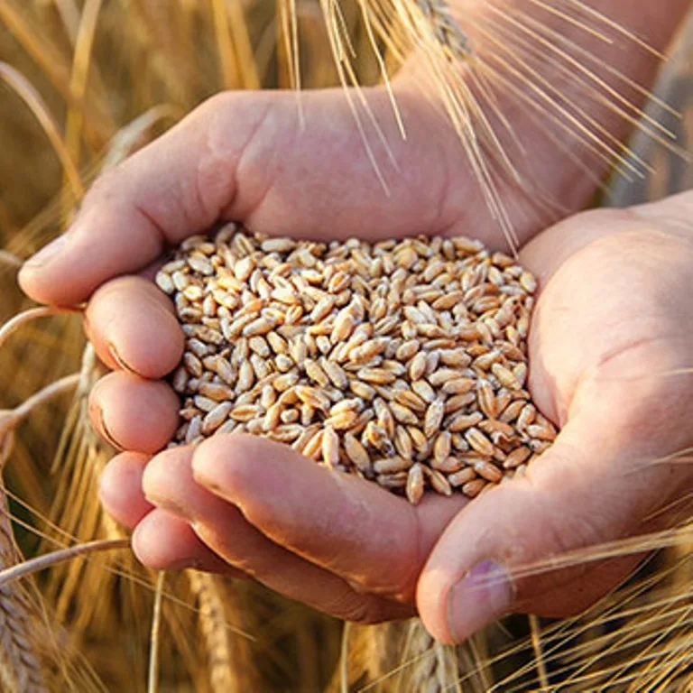 Wheat Grain,Soft ,Milling Wheat, Durum Wheat