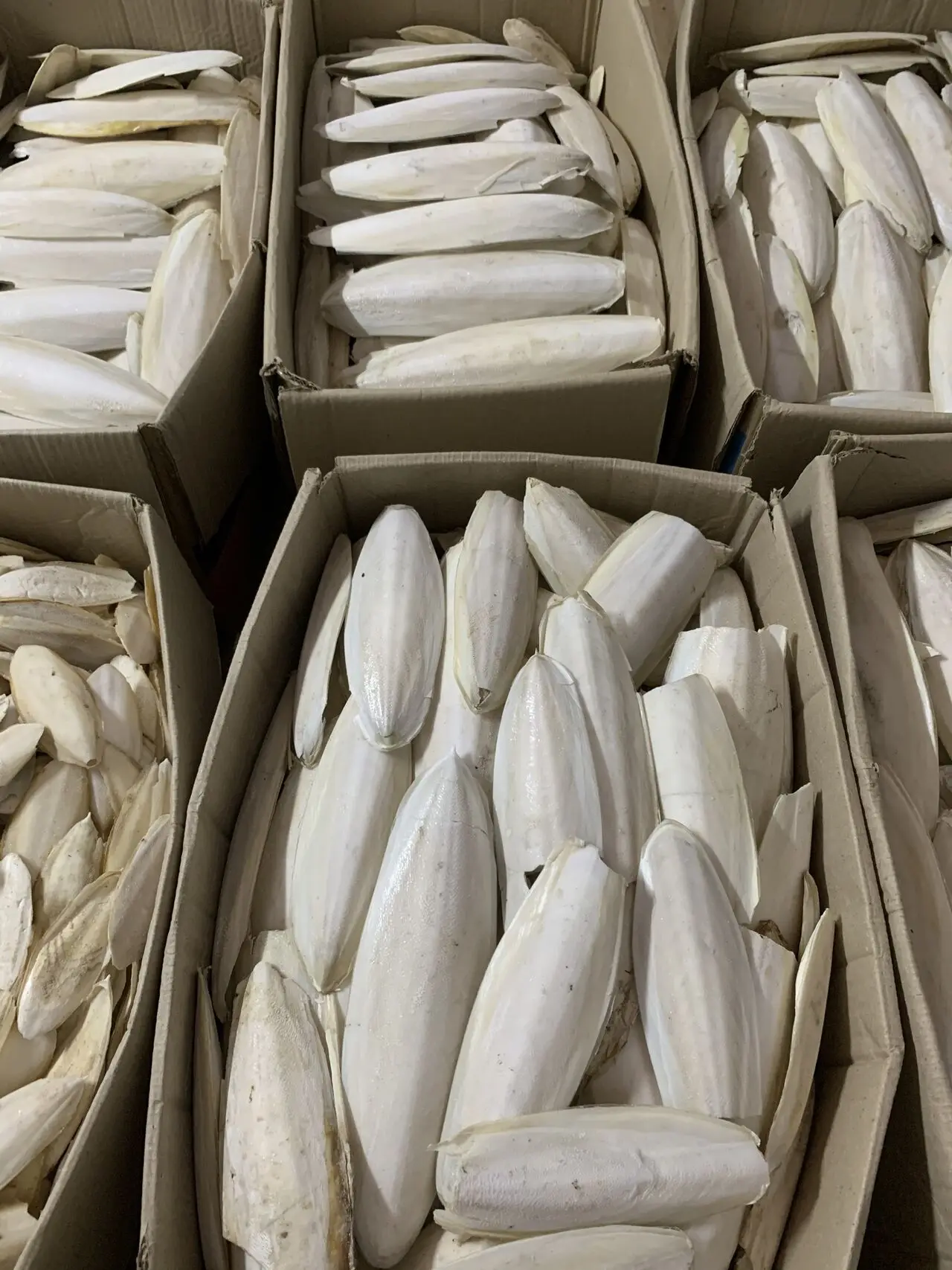 Кости для рыбы/колючки колючей высушенных птиц костей рыбы свежие продукты из Вьетнама