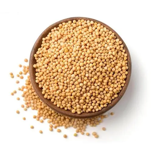 Best Quality Single Spices Yellow mustard seeds From India