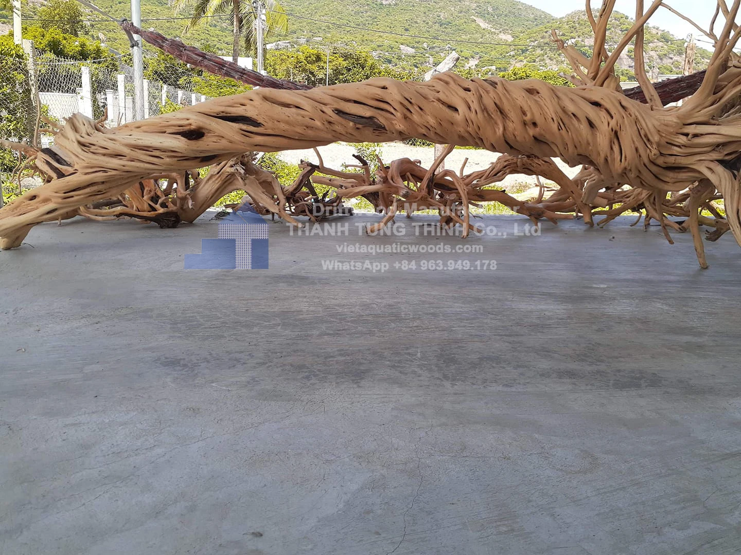 New arrival Aquarium Driftwood for Fish Tank Aquascape Decoration WhatsApp +84 963 949 178