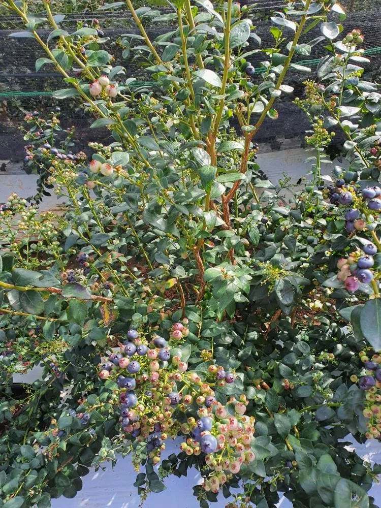 Свежая Черника высшего качества для продажи