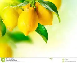 Fresh Lemon