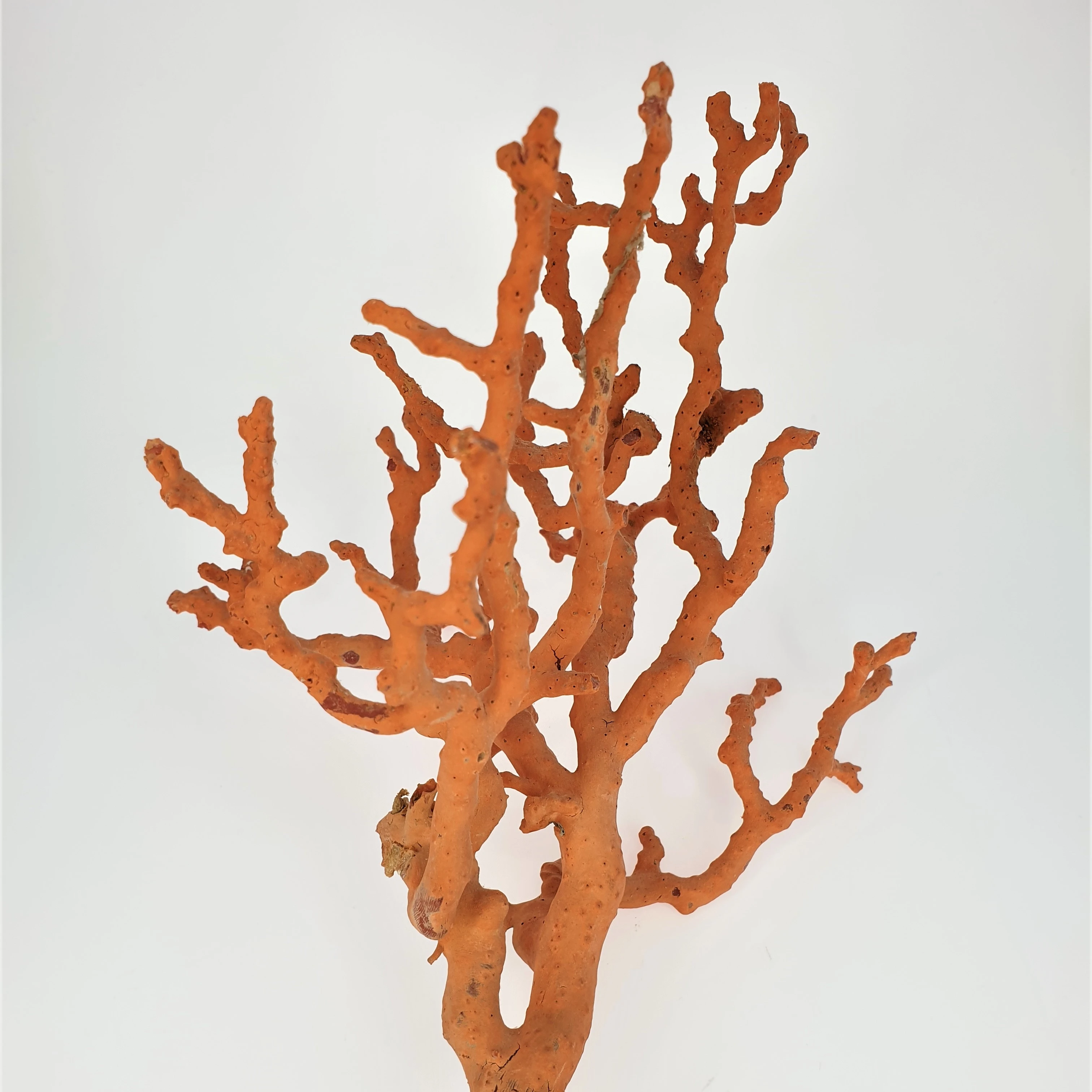 
RED CORAL Branch Specimen #12 Branch Natural Shape Natural BRANCHES AA TOP GRADE Decoration 27x20cm 181 GR Decorations Ect 27CM 