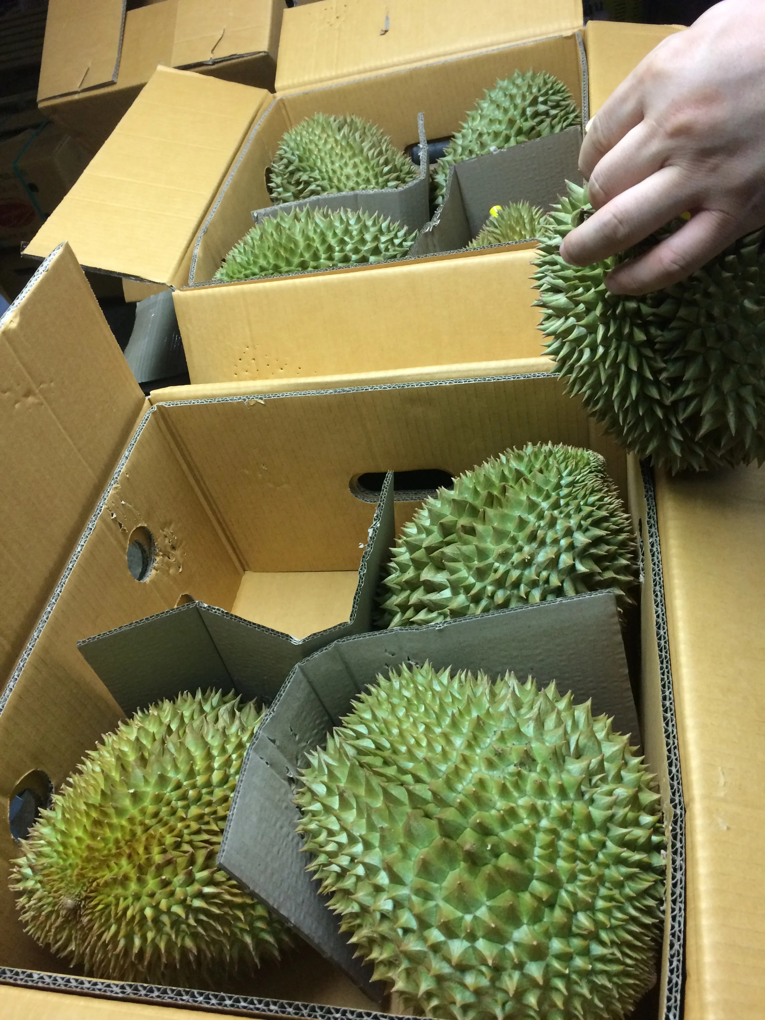 Fresh Durians Monthong From Thailand