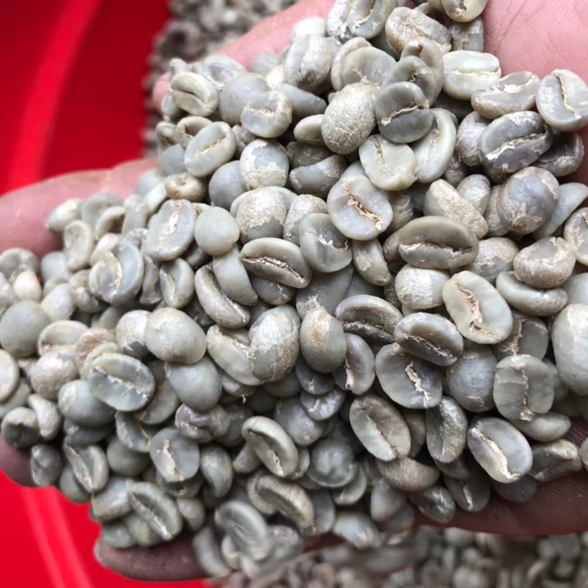 Arabica coffee bean | Vietnam | Whatsapp:  84865381935