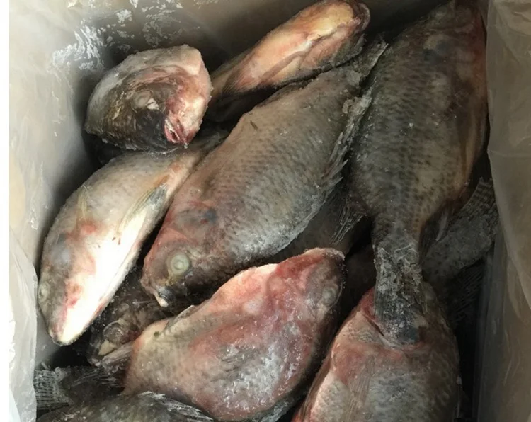 Черная Тилапия рыба замороженная