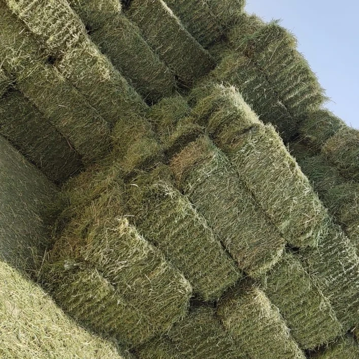 Лучший Альфальфа, специальные цены и доставка для региона залива и арабских стран