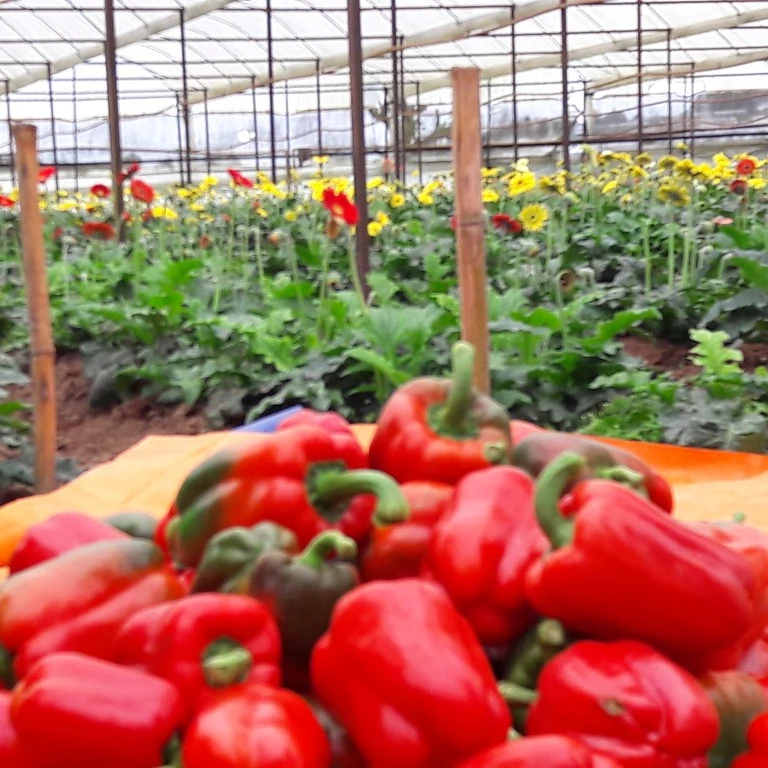  DALAT свежие перцовые перцы + 84963818434