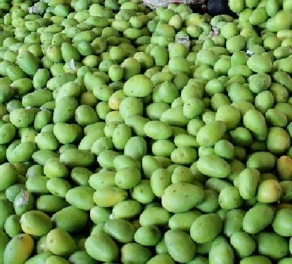 Pure Mangoes/Fresh Mango/Mango