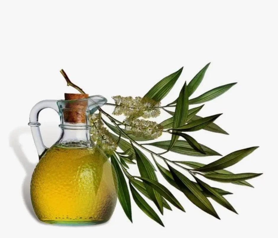 INDIAN Neem Seed (Azadirachta Indica ) Pure Carrier Oil