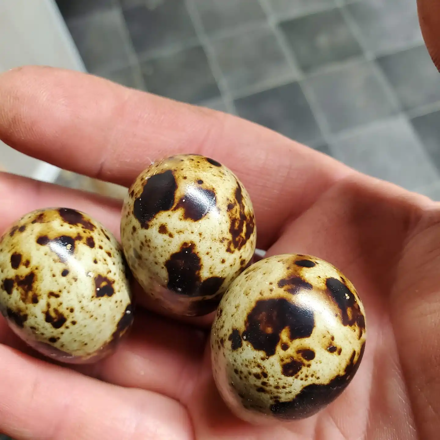 Premium Grade One Fertile Quail Eggs On Sale