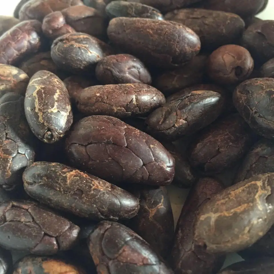 Wholesale Bulk Cocoa Beans Dried roasted cocoa beans manufacturer