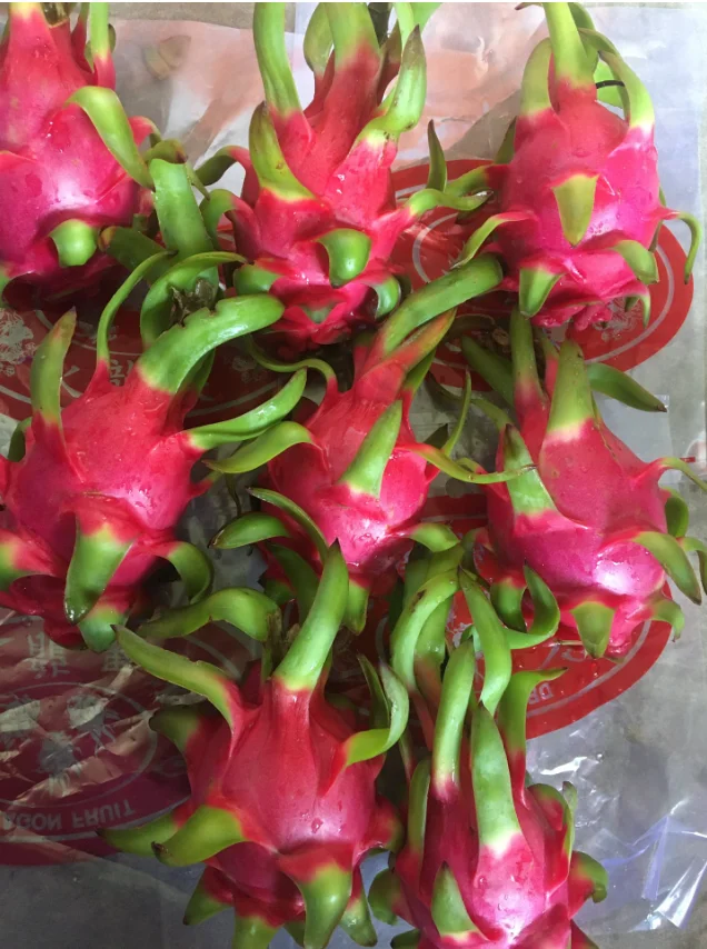 Свежий и вкусный белый фрукт дракона из провинции Бинь Туан/+ 84 901445086