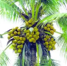 
VIETNAM DIAMOND CUT YOUNG COCONUT - FRESH COCONUT DIAMOND CUTTING 