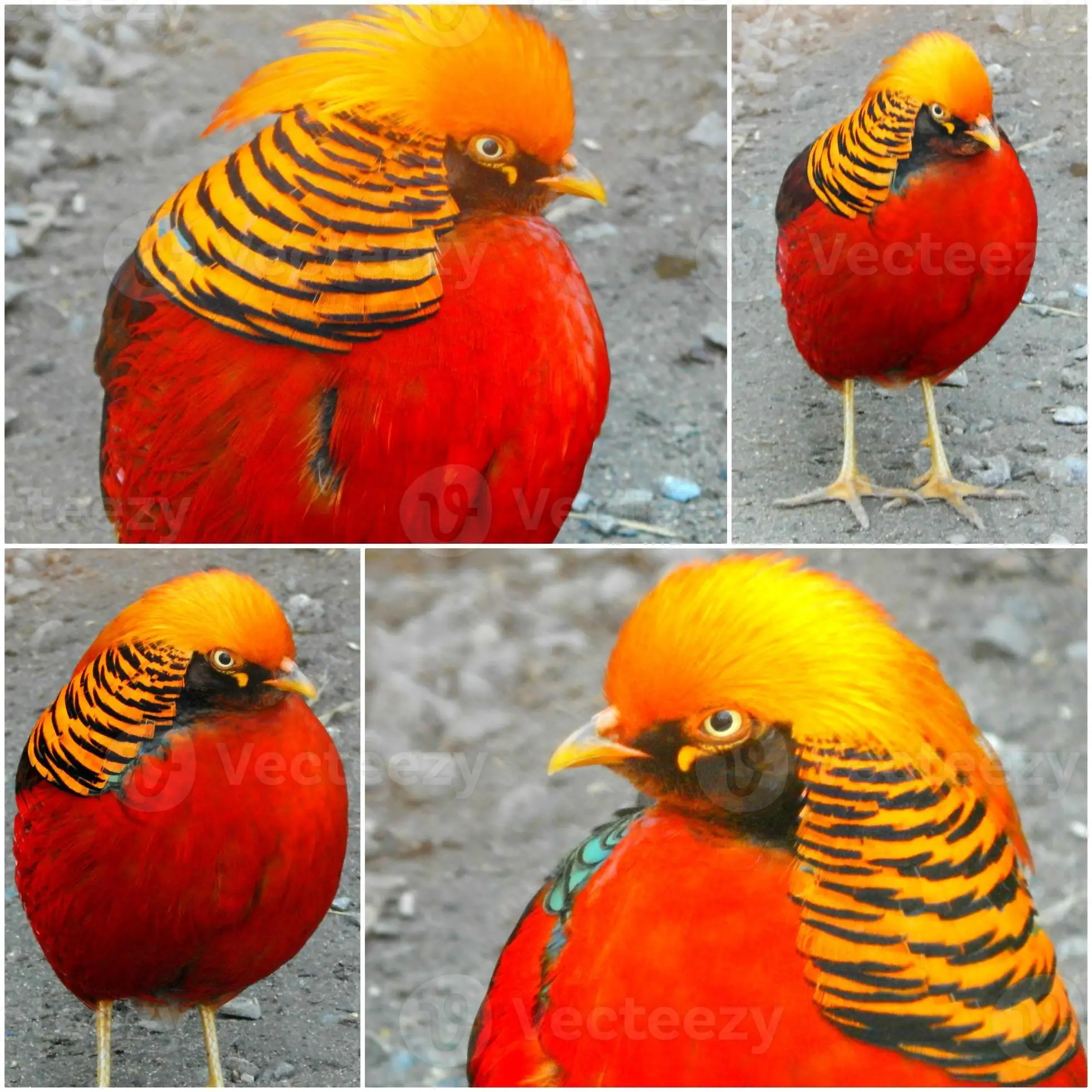 gold pheasant birds 00 90.jpg
