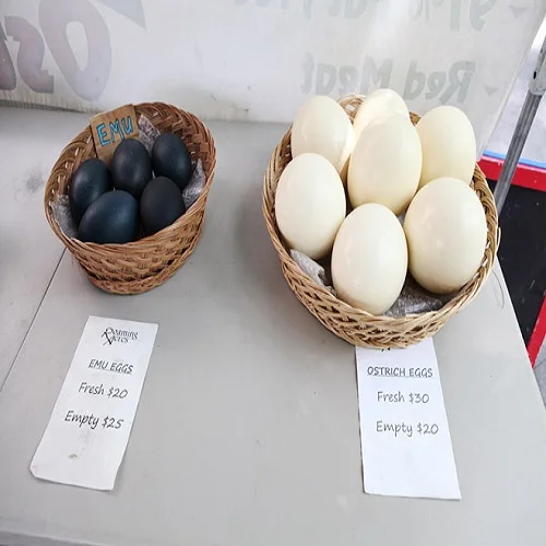 Fertilized Ostrich Eggs and Chicks for