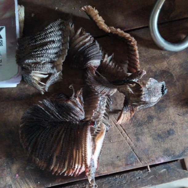 
Stingray flower origin Vietnam best price 