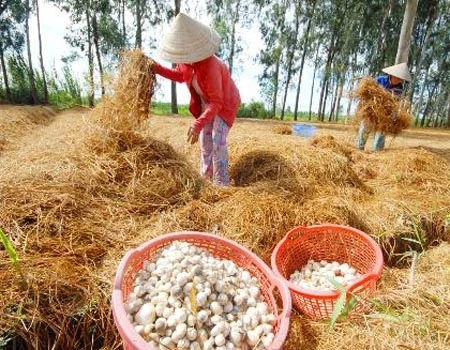 
Frozen fresh Straw mushrooms - Whatsapp: +84-845-639-639 