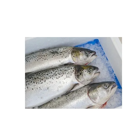 Natural Frozen Chum Sea Fresh Salmon Atlantic