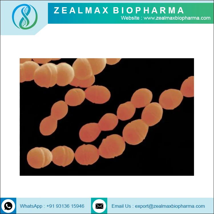 Streptococcus Thermophilus высокое качество OEM ODM ручная пресс-форма для порошок Thermophilus-zealmax Biopharma