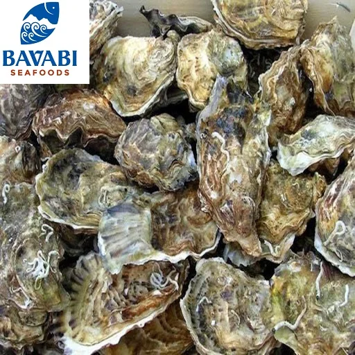 Замороженный Тихоокеанский поставщик морепродуктов, устричный кишечник, пакет натурального цвета IQF, высокое качество и качественные морепродукты из Вьетнама AD в скорлупе