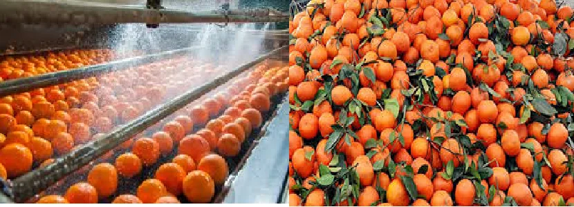 Pure Organic  Whole sale Cheapest  Factory price Fresh Mandarin Orange tangerine