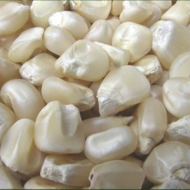 Non-GMO / GMO Fresh/Dried White Corn