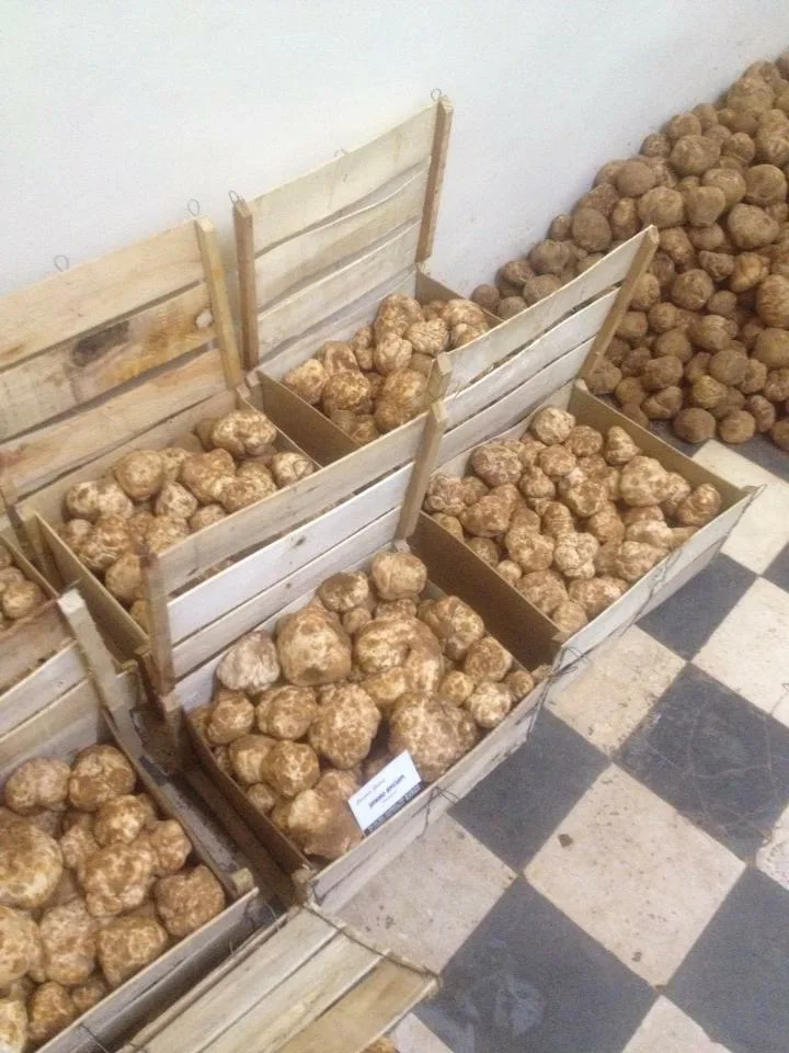 Сушеный трафель, нарезанный черно-белый трафель, экспорт качества