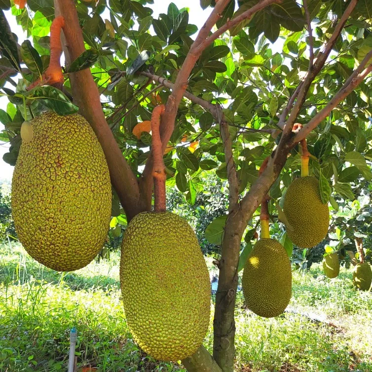 Vietnam fresh Jackfruit - Premium, high quality, clean farming, VietGap,  prestige, attractive price