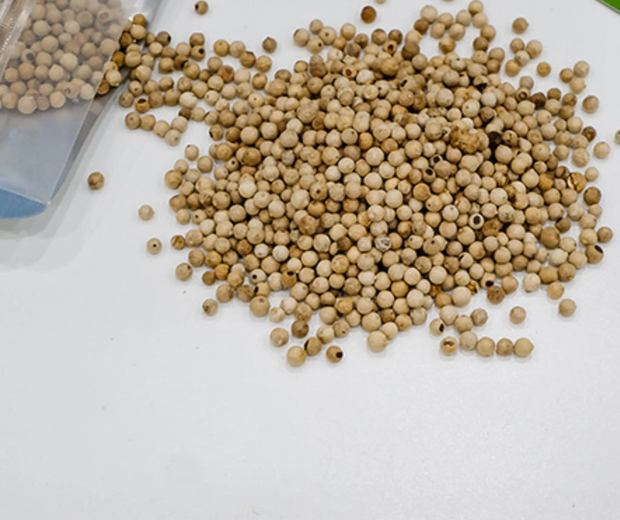 Vietnam Dried White Pepper With High Quality and Reasonable Price - White Pepper
