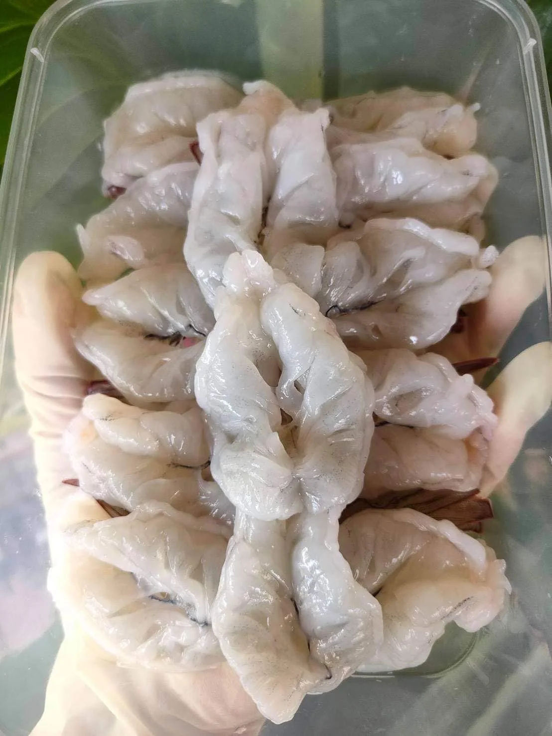 Frozen Shrimp All Seafood Best Quality from Thailand for100% Export Ready to ship OEM support