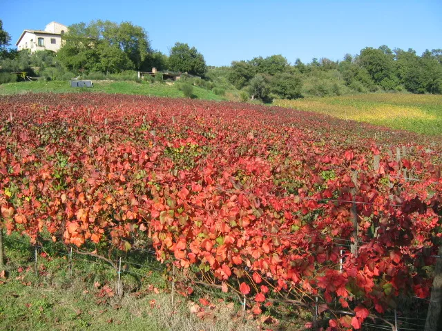 Best Quality Italian 500 ml Sweet Red Wine PASSITO SANGIOVESE 2011 Dessert Red Wine for party