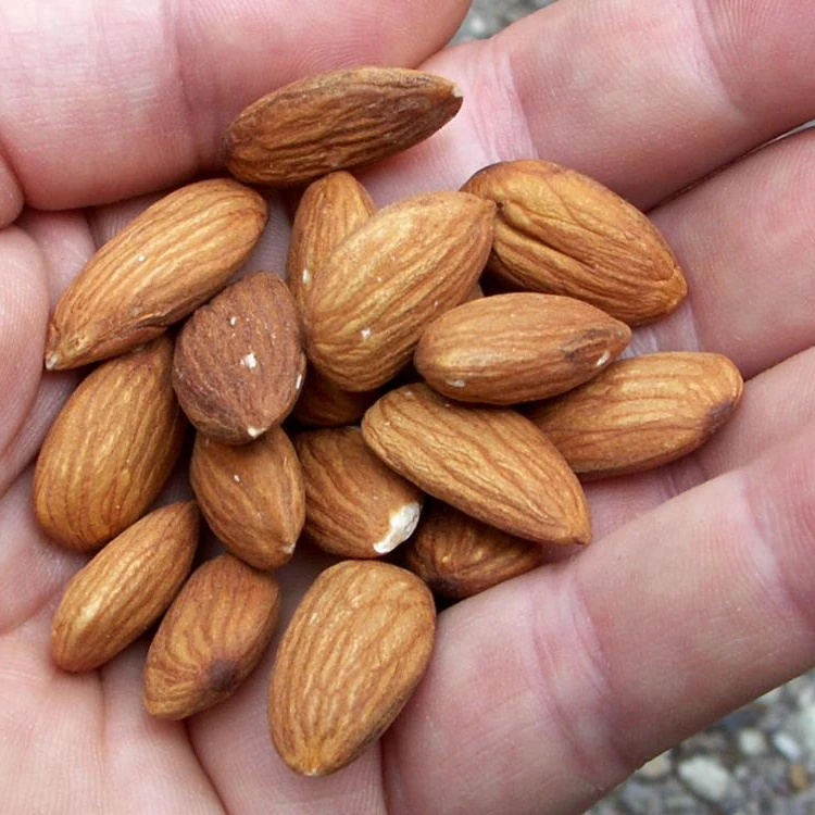 almond nuts darking 3.jpg