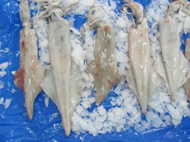 Самый популярный замороженный полукальмар высшего качества Индивидуальный размер индийское большое количество рыбы поставщик