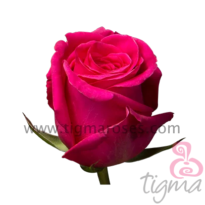 Ecuador Fresh cut flowers hot pink rose
