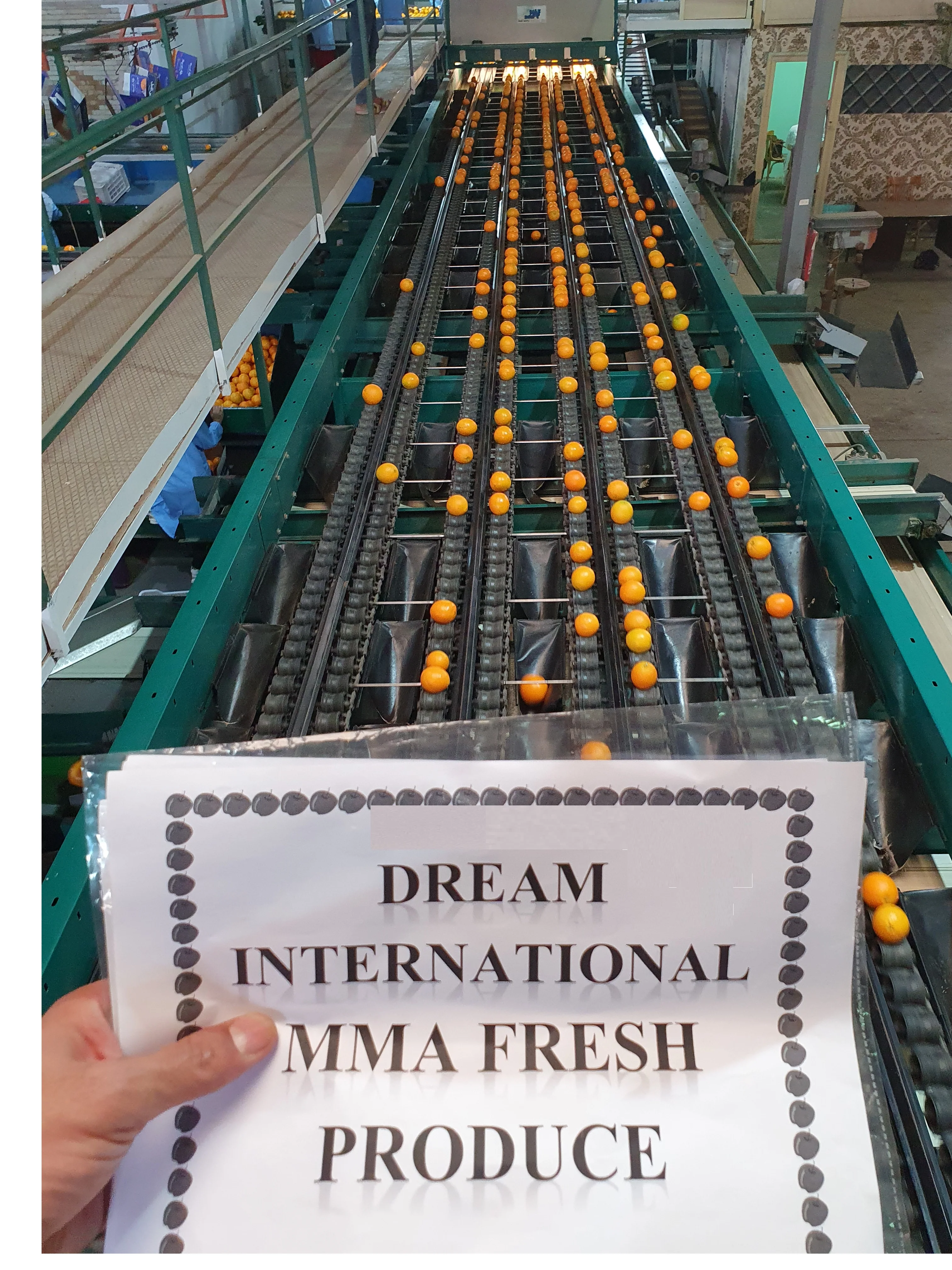 
Wholesale High Quality Fresh Egyptian Valencia Orange 