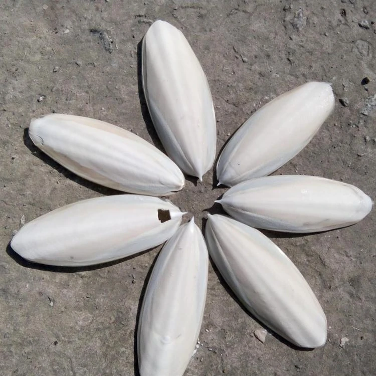 CUTTLE FISH BONE/ CUTTLEFISH BONE/ CUTTLEBONE FOR BIRD - PRODUCTS FROM VIET NAM 2021