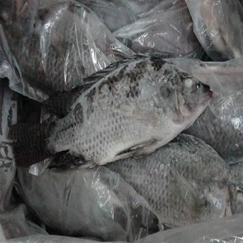 Company Price frozen fish nile perch barramundi/ Fresh Frozen Tilapia Whole Round Black Tilapia Fish