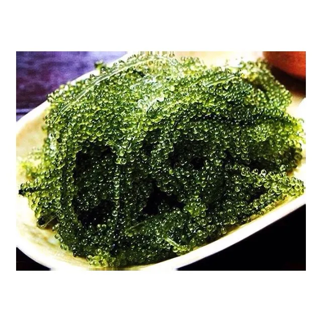  Соленый морской виноград/сушеный виноград/натуральный колбарпа линзолиферный порошок // мисс Ниан + 84 363 210 230