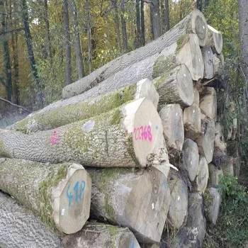 Wholesale Supplier Doussie Wood Logs For Sale In Cheap Price Bulk Doussie Wood Logs