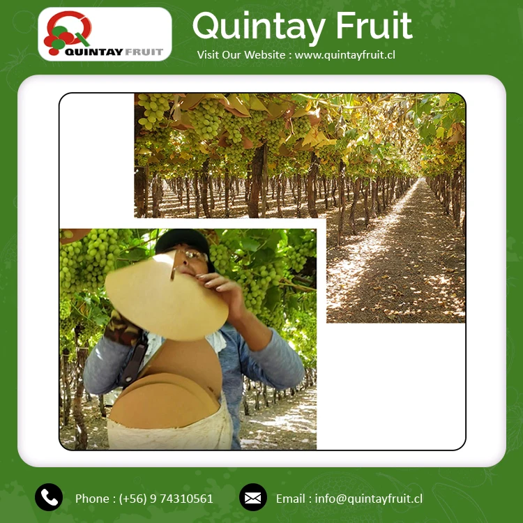 
Fresh Grapes Superior Seedless Green Wholesale Price Fresh Thomson Seedless Grapes Good Quality Fresh Grape Thompson 