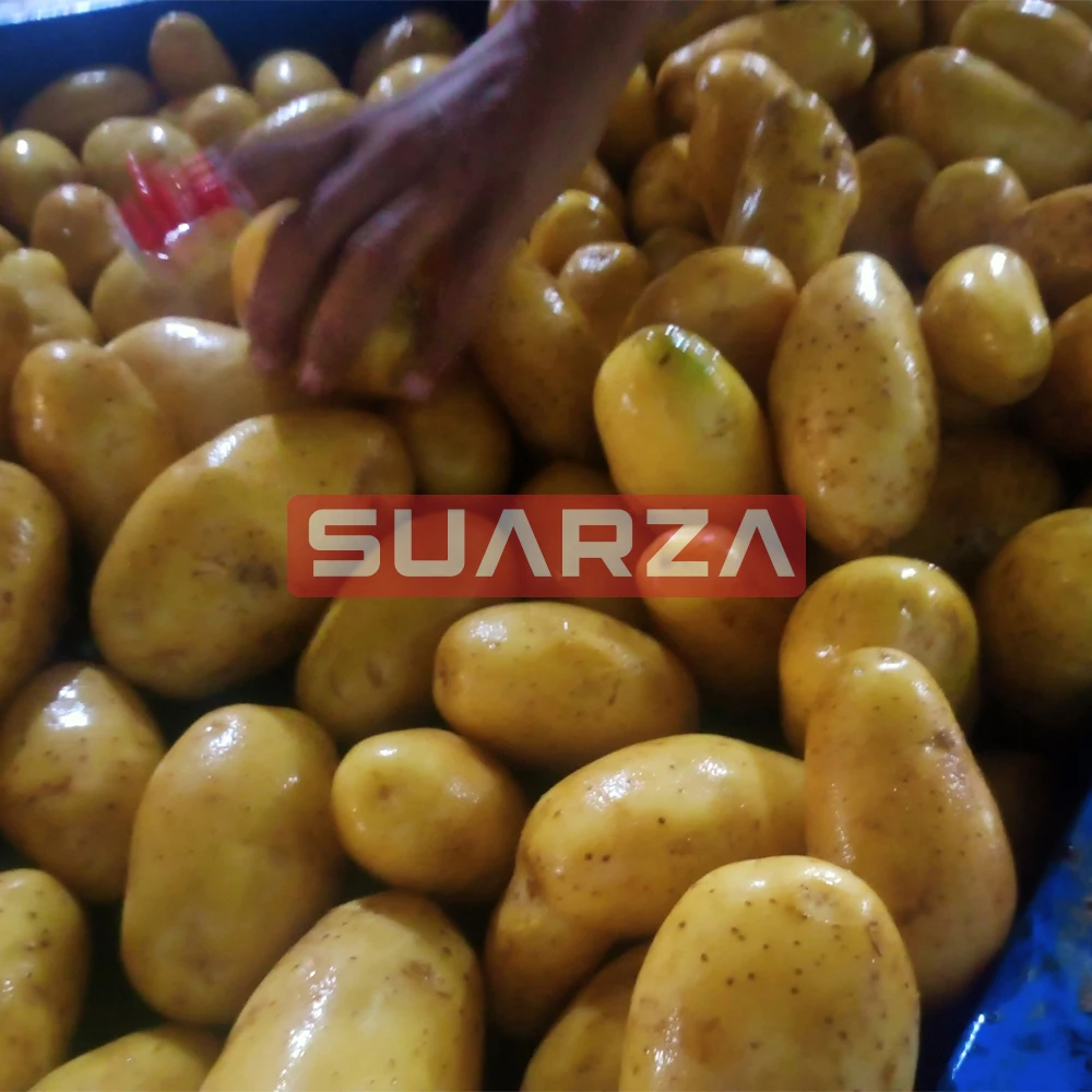 New fresh potato seeds for wholesale