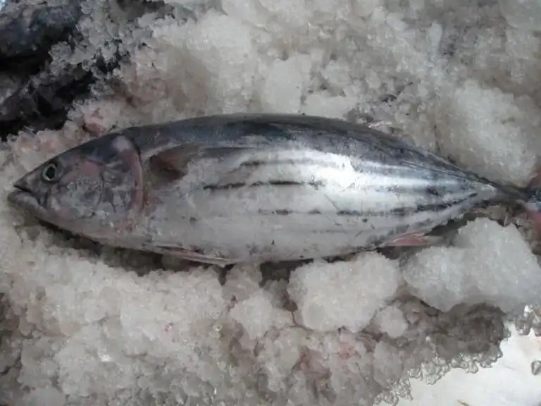 
Cheap Price Fresh Fish Frozen Yellow Fin Tuna 