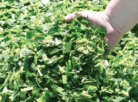 Fresh Corn Silage With Premium Quality Packaging For Durable Storage / Animal Feeding Corn Silage