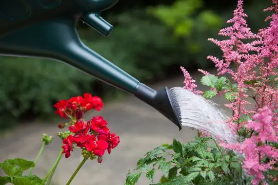 Modern & Stylish Watering Can Garden Spray With Sprinkler Rose Kettle for Plants and