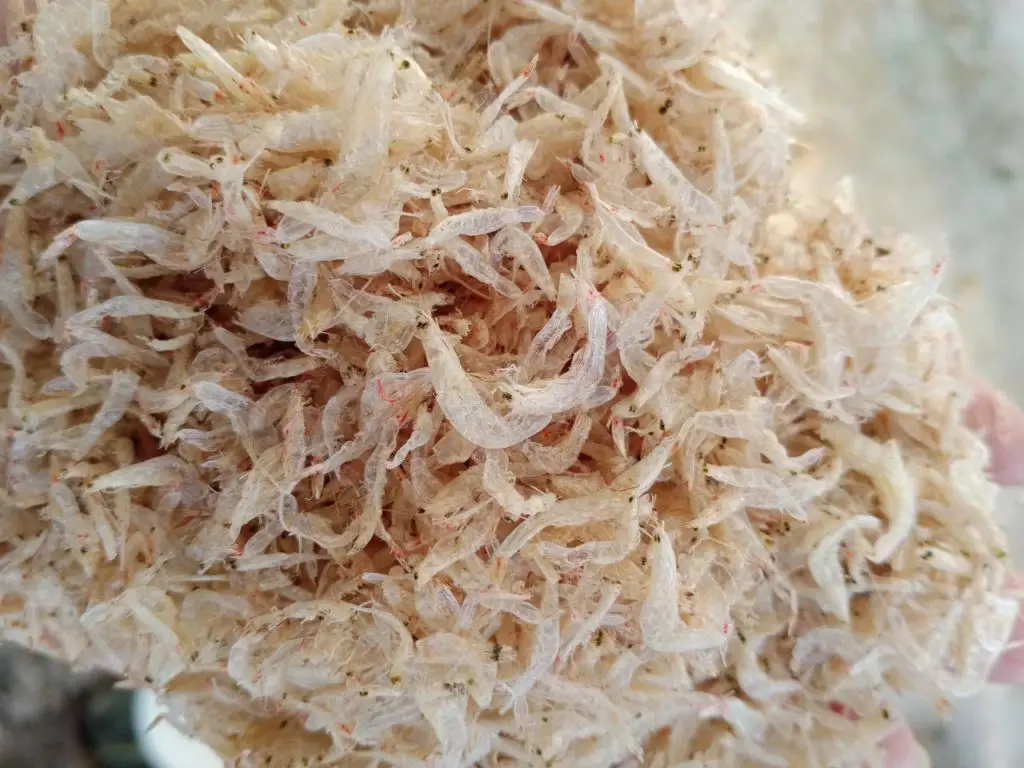 Органические характеристики высокое качество высушенные Детские креветки продукт из Вьетнама